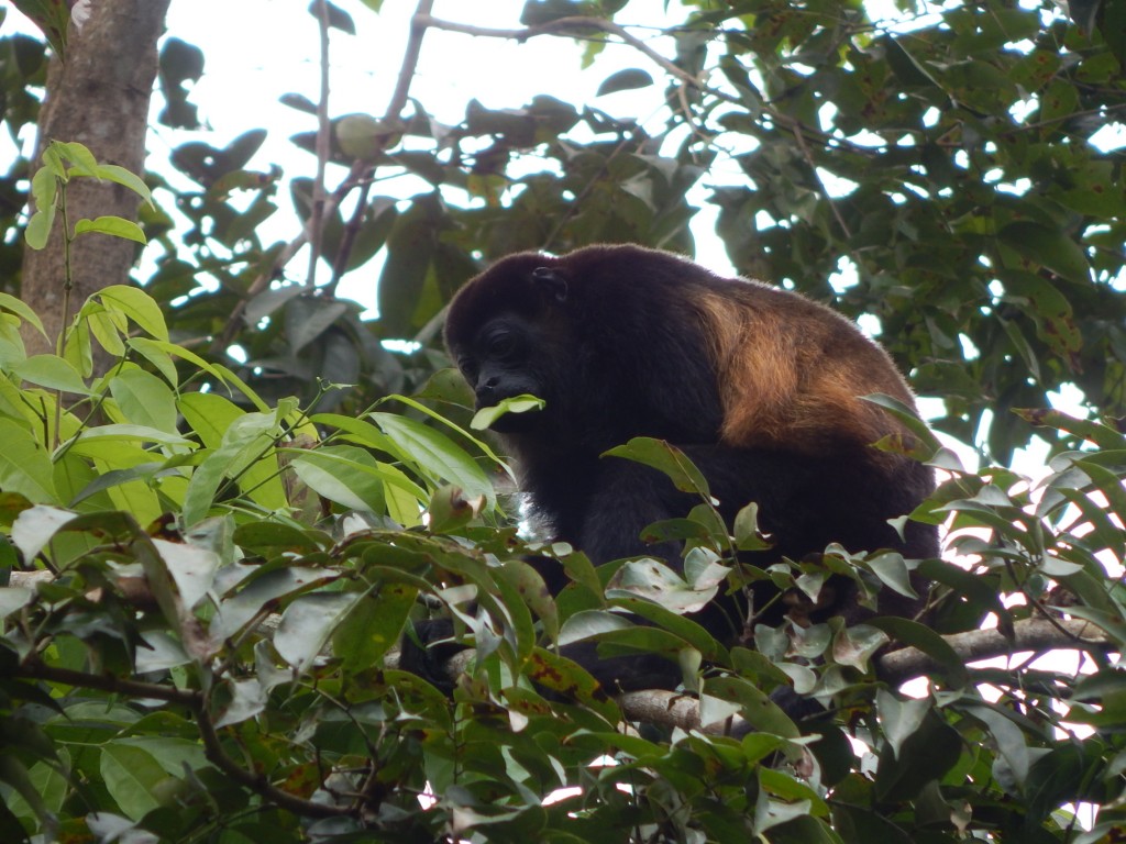 Howler Monkey, The Curse of Puerto Viejo-Costa rica